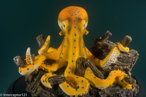 Octopus at 50mm