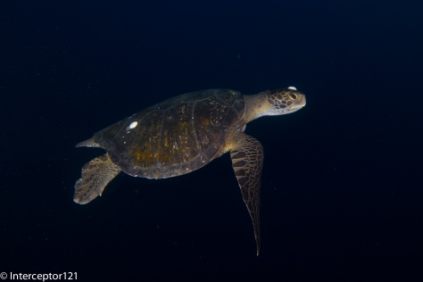 Turtle with twin strobes