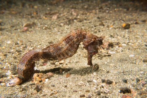 Giant Pacific Seahorse