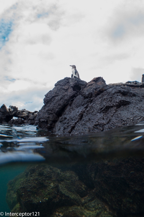 Galapagos Penguin Split Shot