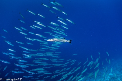 Giant Barracuda issuing orders