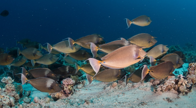 Red Sea Workshop with Alex Mustard – Part IV Shark Reef